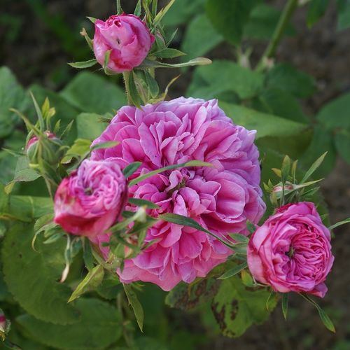 Gärtnerei - Rosa Rose des Peintres - rosa - zentifolien - stark duftend - - - Betörend duftende, gruppenweise mit gefüllten, blassrosa Blüten blühende Sorte. Sie gehört in die Gruppe der einmal blühenden Zentifolien.